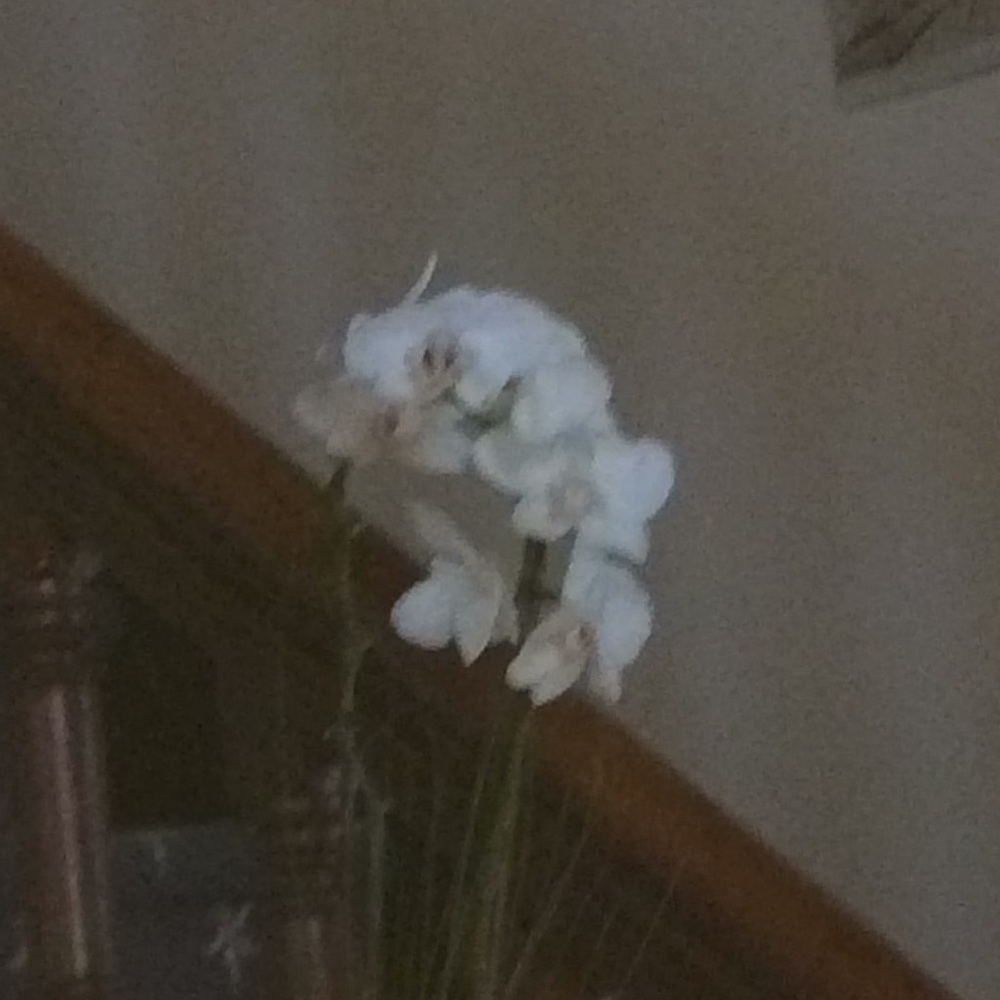 Meet your Posher, Margaret